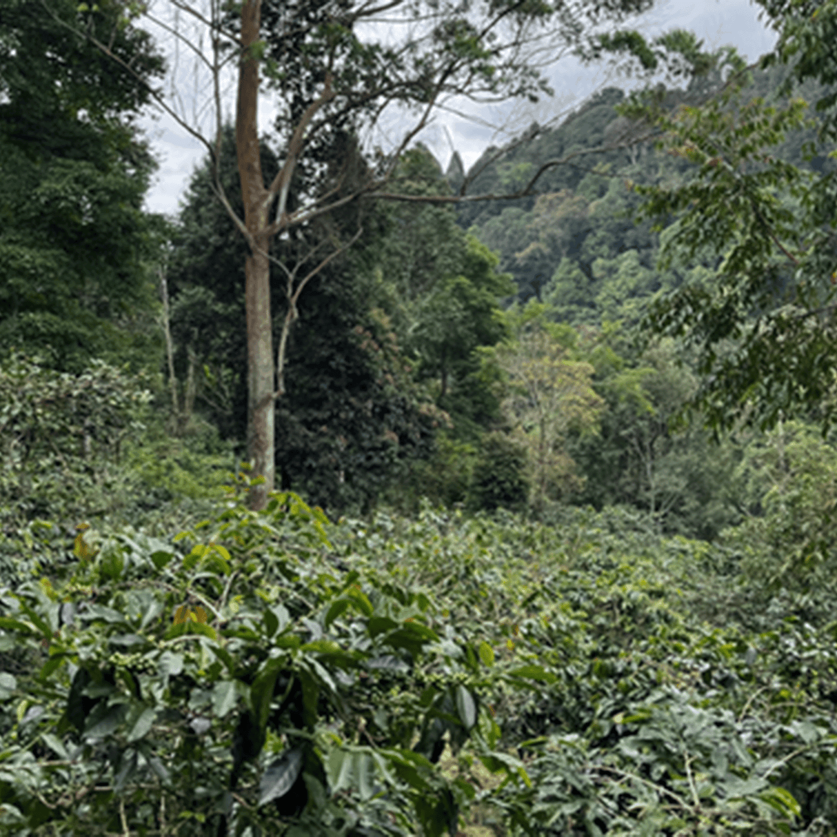 Java coffee trees on farm with hillside of trees.