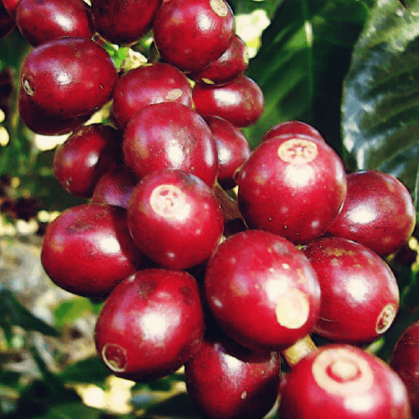 Brazil Klatch Diamond Reserve - Klatch Coffee Roasting