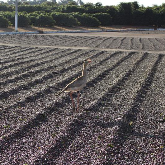 Brazil Klatch Diamond Reserve - Klatch Coffee Roasting