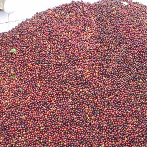 Blue Thunder Blend - Klatch Coffee Roasting