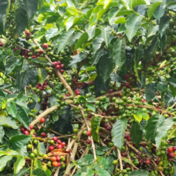 Col-las-flores-coffee-cherries