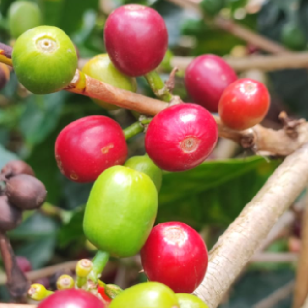 Col-las-flores-coffee-cherries2