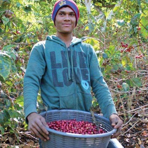 Man holding basket of red coffee cherries with coffee trees in background.