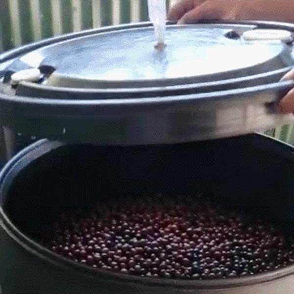 El Salvador Las Mercedes Maracaturra Anaerobic Natural- Barrel