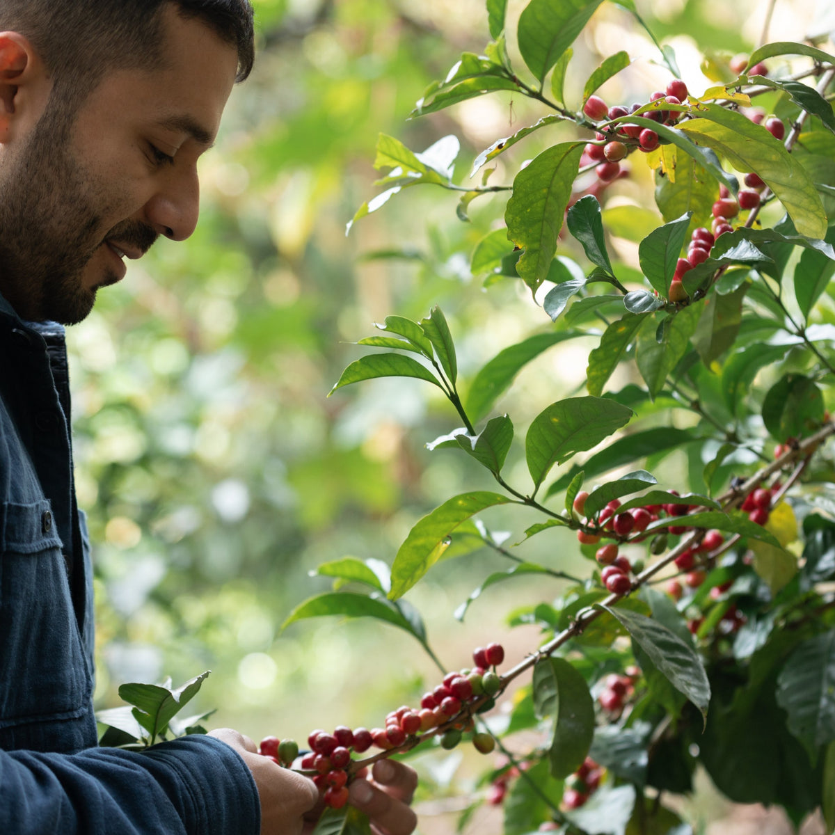 Panama Elida Aguacate Geisha Natural