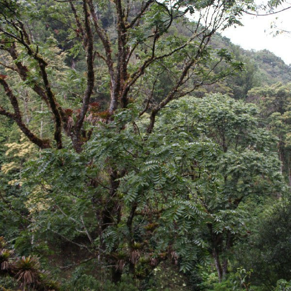 Organic Rainforest Blend - Klatch Coffee Roasting