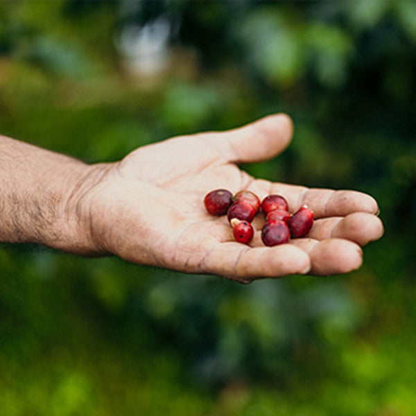 Colombia Ancuya Nariño Washed