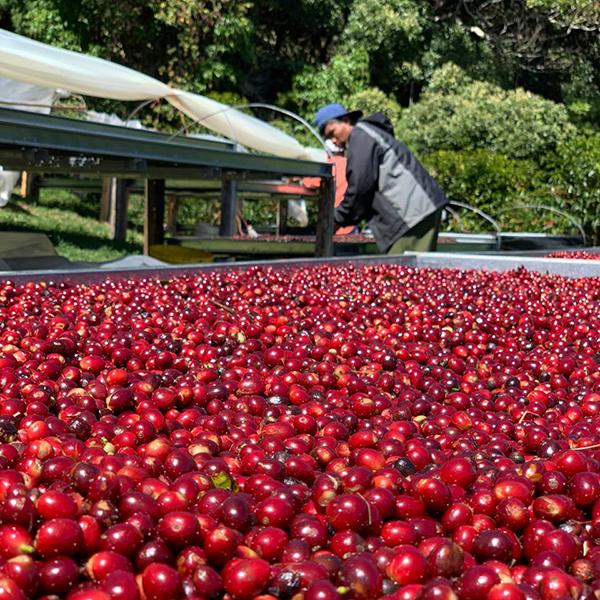 Coffee cherries on African raised drying beds with men in background sorting.