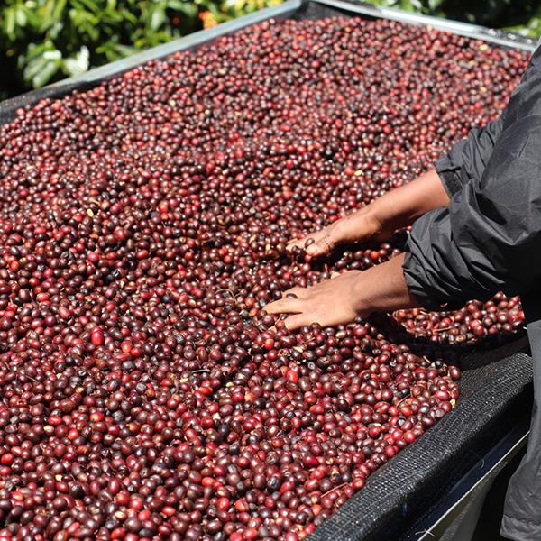 Panama Altieri Rola Catuai Natural