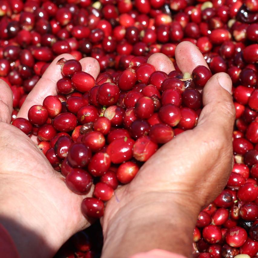 mans hands holding coffee cherries over red coffee cherries.