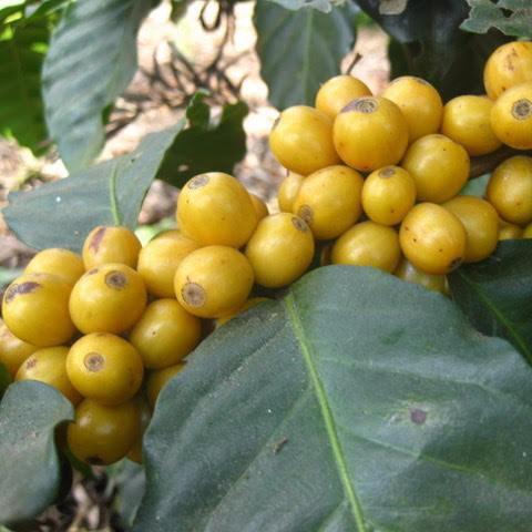 Yellow Bourbon Cherries