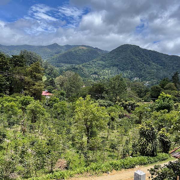 Panama Altieri Specialty Coffee trees with rolling hills and blue sky with white clouds.