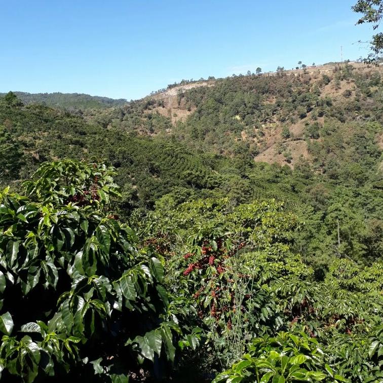Guatemala rolling hills with coffee trees and blue sky.