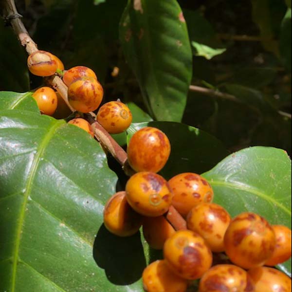 El Salvador Las Mercedes Orange Bourbon Anaerobic Natural
