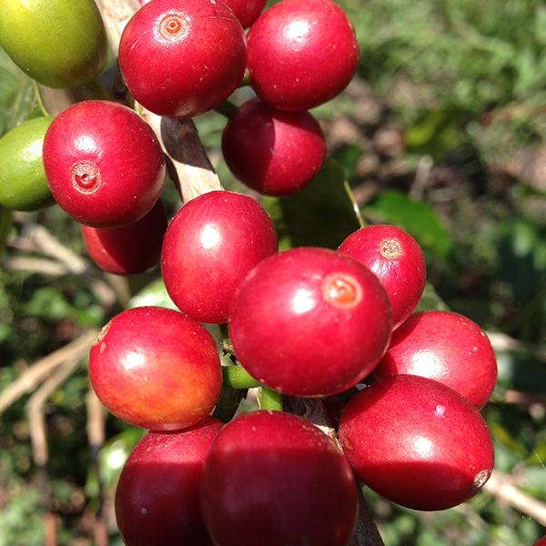 Decaf Colombia Huila coffee cherries on coffee tree, zoomed in.