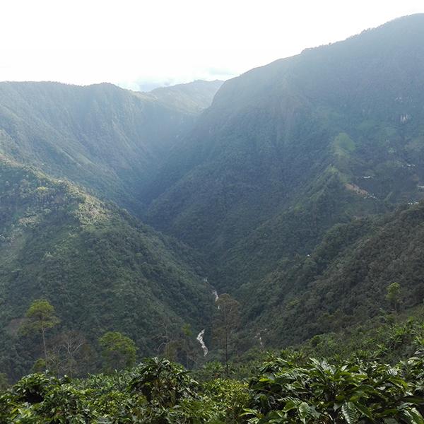 Colombia Huila coffee trees and rolling green canyon with river.