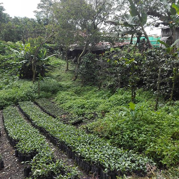 Colombia Huila coffee trees saplings in pots, surrounded by trees and other  plants.