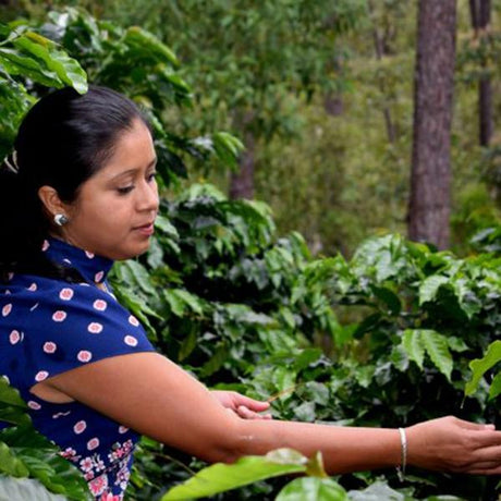 Beyond the Minimum: How Fair Trade and Direct Trade Build a More Sustainable Coffee Supply Chain