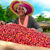 Women with straw colorful hat sorting through coffee cherries on raised african drying beds.