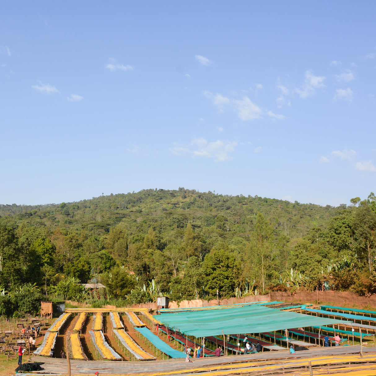 A wide view of green Ethiopian hills with African drying beds blow of coffee cherries and people sorting.