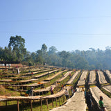 A wide view of green trees in the background with African drying beds of unroasted green coffee and people sorting.