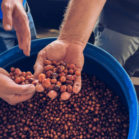Colombia Finca Campo Hermoso Anaerobic Processing in blue barrels with hands holding coffee cherries.