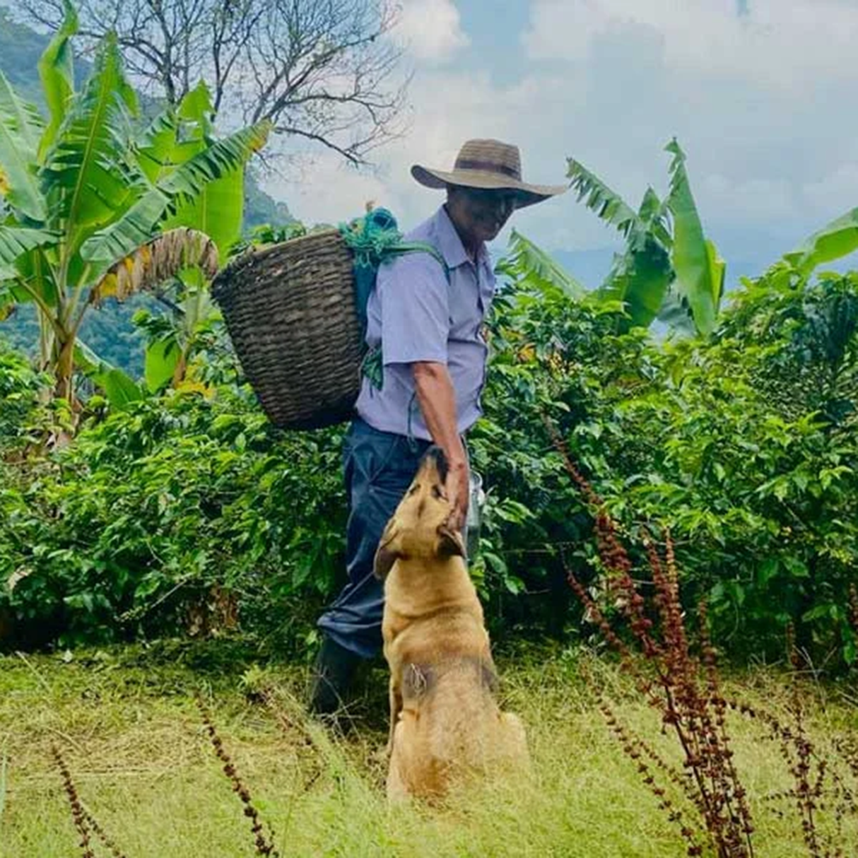 A man wearing a wide-brimmed hat, light blue shirt, and dark pants stands outdoors in a lush green field, with coffee trees in the background holding a tan dog while carrying a large woven basket on his back.
