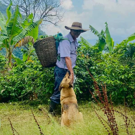 A man wearing a wide-brimmed hat, light blue shirt, and dark pants stands outdoors in a lush green field, with coffee trees in the background holding a tan dog while carrying a large woven basket on his back.