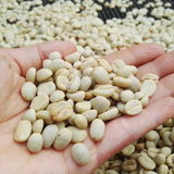 A close-up of a hand holding unroasted coffee beans, with more beans spread out in the background.