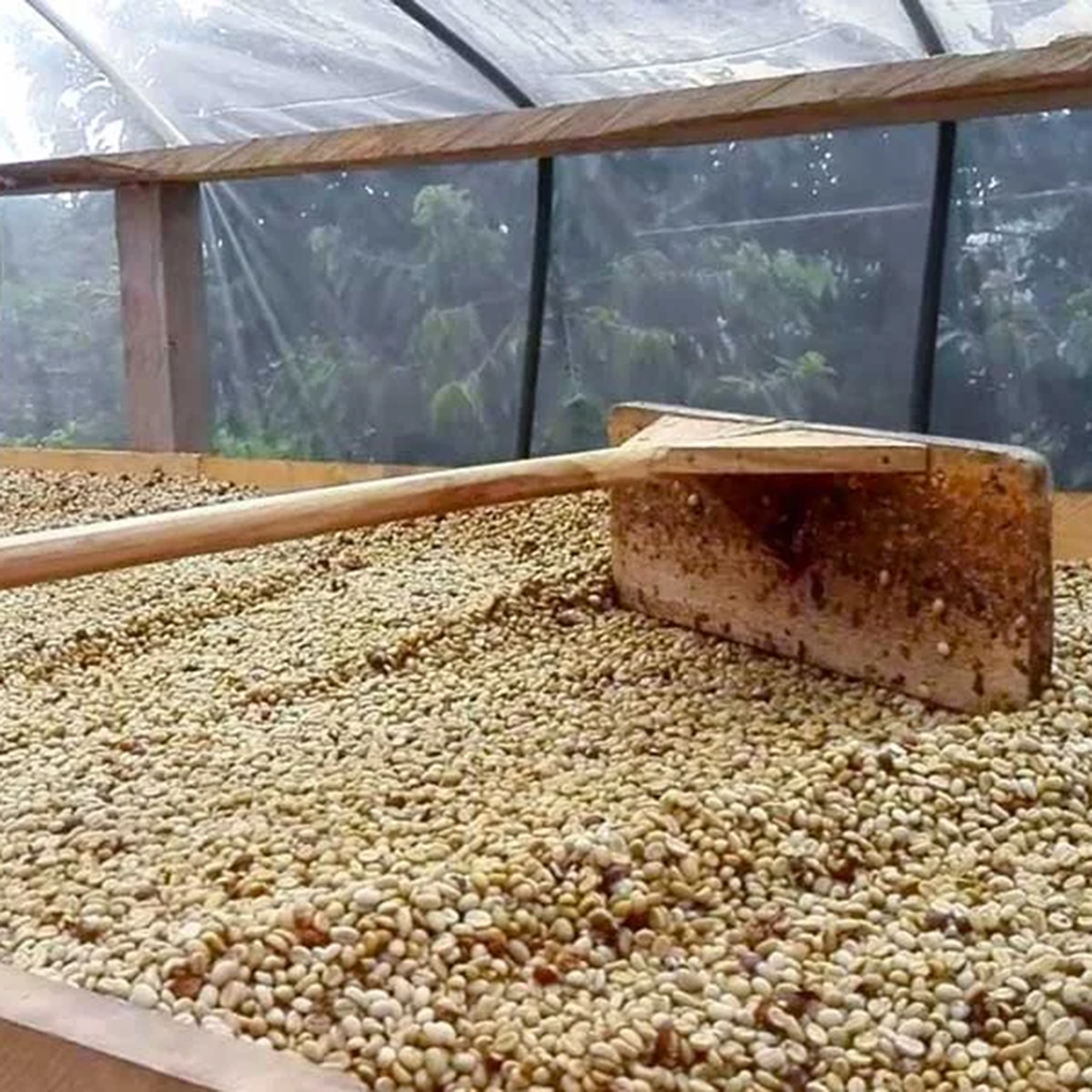 A wooden spreader rake is shown on a large raised African drying beds of unroasted green coffee beans inside a transparent plastic walls.