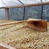 A wooden spreader rake is shown on a large raised African drying beds of unroasted green coffee beans inside a transparent plastic walls.