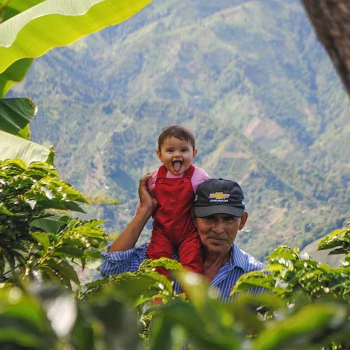 A man wearing a blue striped shirt and a black cap carries a smiling toddler on his shoulders, set against a lush coffee tree hill background framed by coffee trees.
