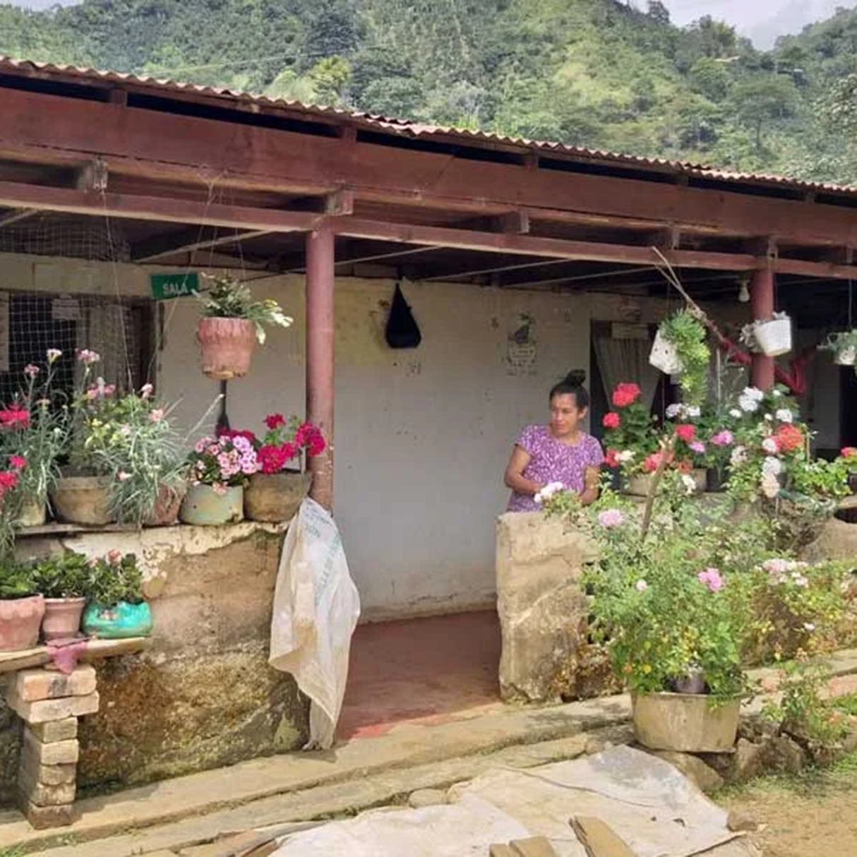 A woman in a purple patterned top stands on a rustic porch with stone pillars and potted flowers, with a lush green coffee trees on the rolling hills  in the background.