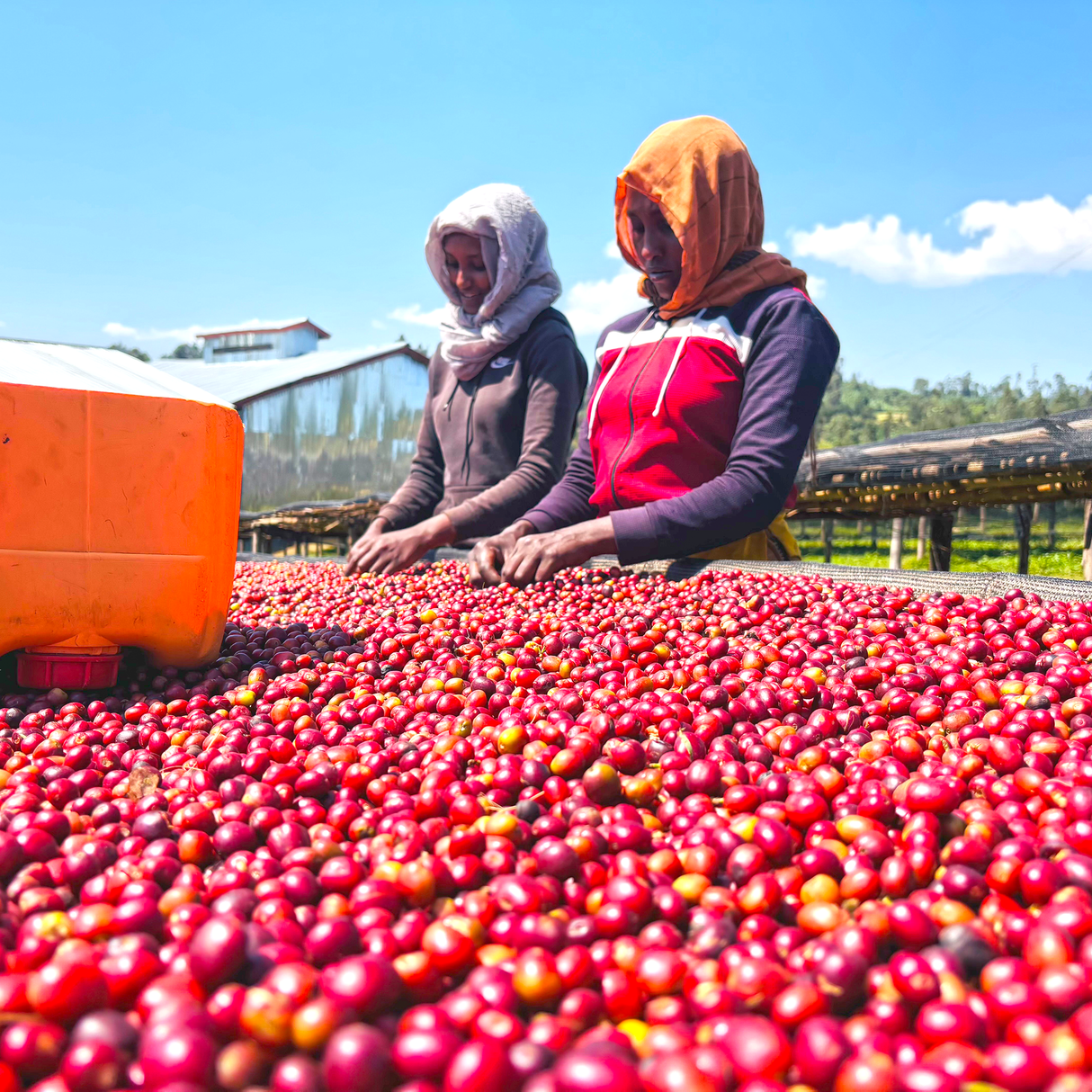 Ethiopia West Arsi Nensebo Mewa Natural G1