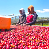 Ethiopia West Arsi Nensebo Mewa Natural G1