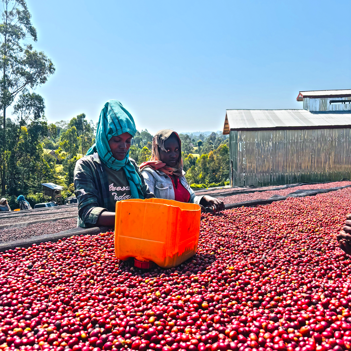 Ethiopia West Arsi Nensebo Mewa Natural G1