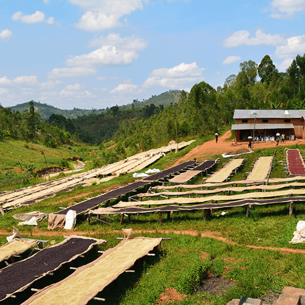 Burundi Kay Incuti coffee on african raised drying beds with hills of trees behind them.