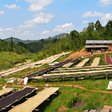 Burundi Kay Incuti coffee on african raised drying beds with hills of trees behind them.