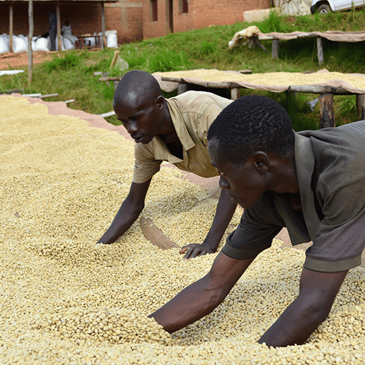 Burundi Kay Incuti coffee on african raised drying beds being sorted by two men.