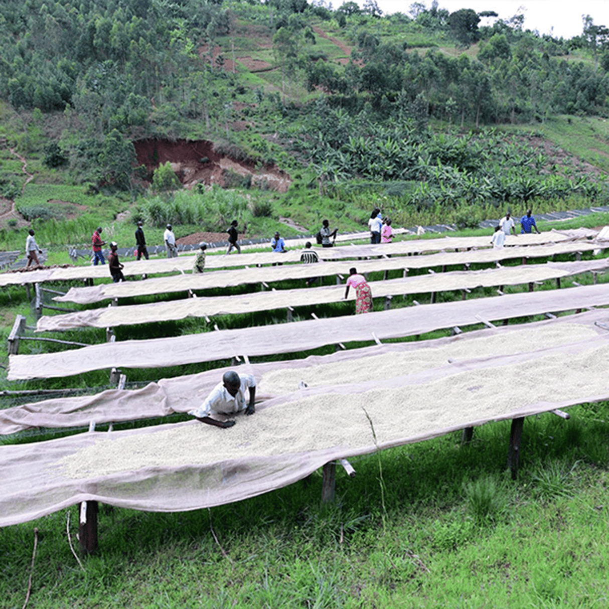 Burundi Kay Incuti coffee on african raised drying beds being sorted by women and men.
