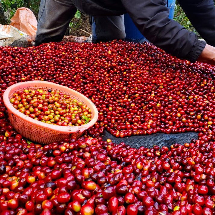 Person sorting red coffee berries with a basket on a large pile of coffee cherries.