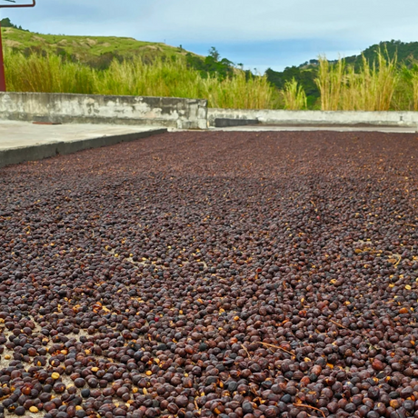 Drying beds at the Panama Carmen coffee estate