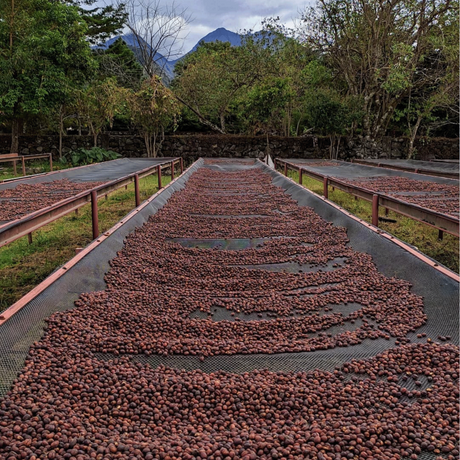 Coffee drying beds
