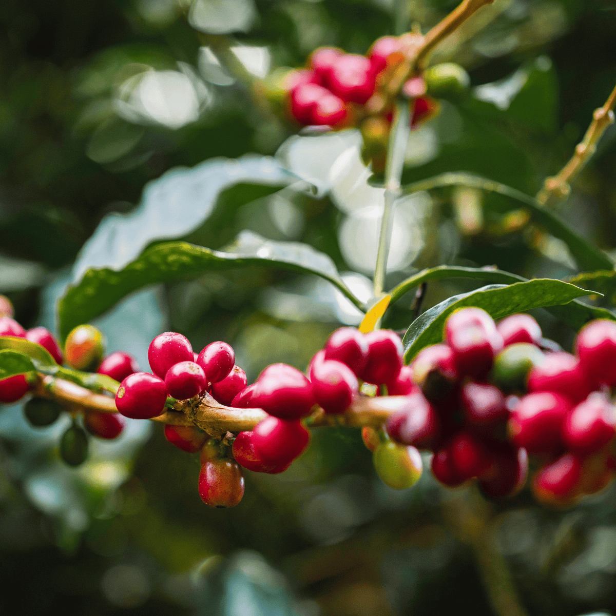 Coffee cherries on a coffee tree. 