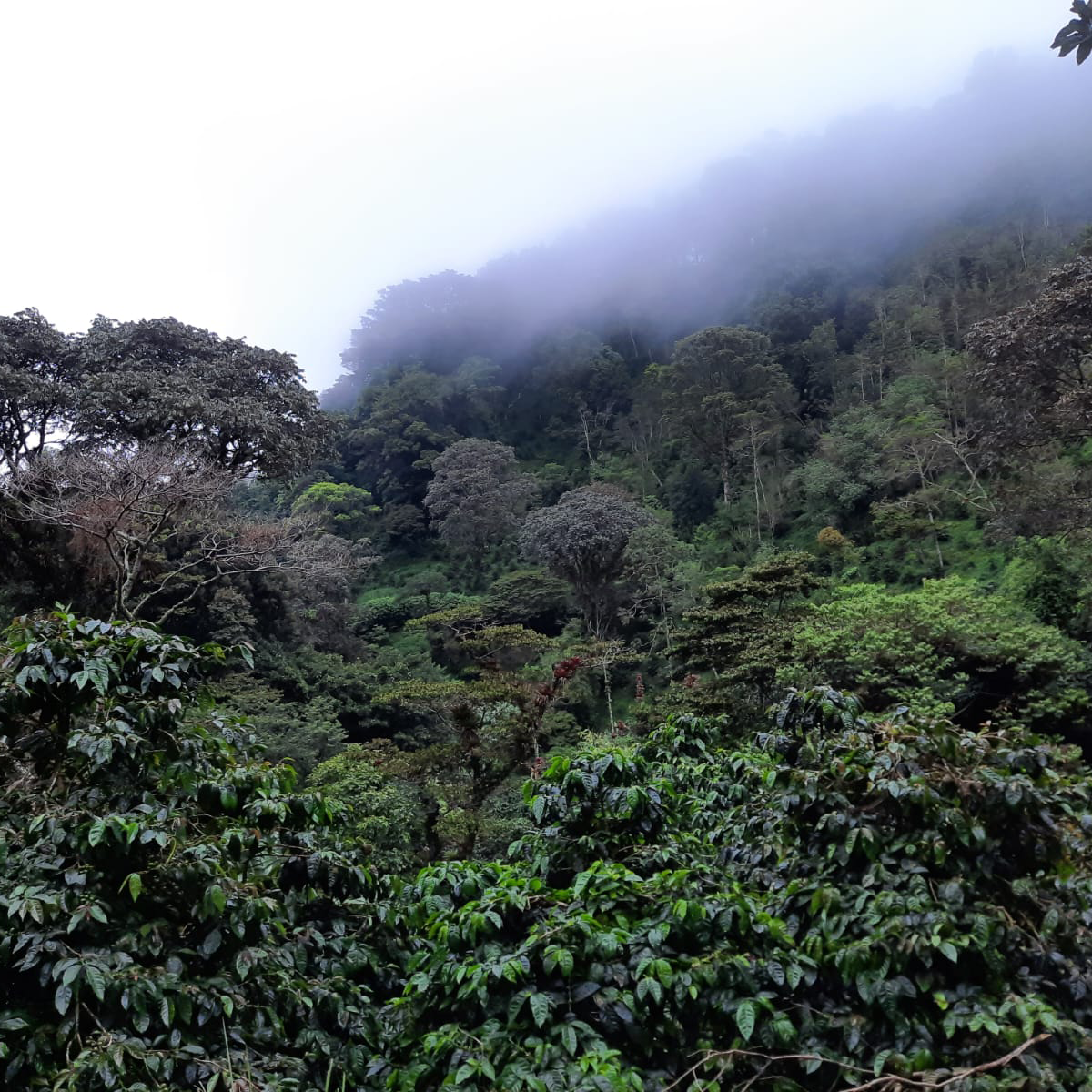 Panama Don Julian Natural Geisha