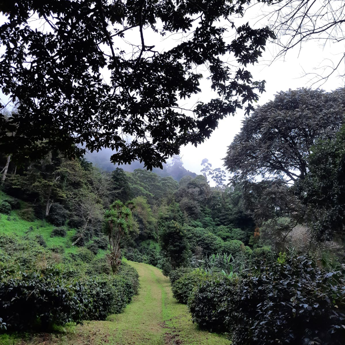 Panama Don Julian Natural Geisha