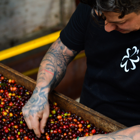 A close-up lifestyle shot of a tattooed man inspecting fresh coffee red cherries in a drying bed. 