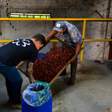 Two men handling a large wooden drying tray filled with red coffee cherries pouring into a container.