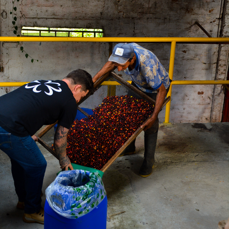 Two men handling a large wooden drying tray filled with red coffee cherries pouring into a container.