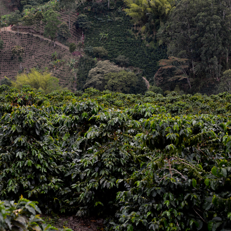A lush  coffee farm with rows of leafy coffee plants in the foreground and a terraced hillside covered in dense vegetation in the background.